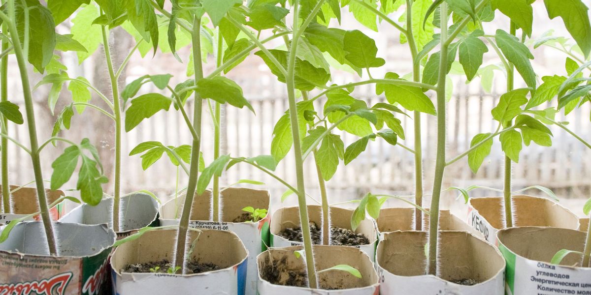 Томати на підвіконні: як правильно вирощувати помідори в кімнаті